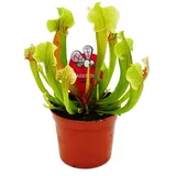 EXOTENHERZ Schlauchpflanze Trompetenkrug-Pflanze Sarracenia smoorii Fleischfressende Pflanze 9cm Topf