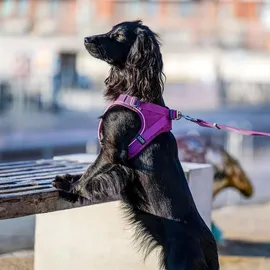 DOG Copenhagen Comfort Walk Go Hundegeschirr Rot M