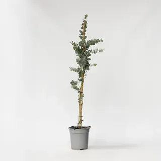 Plant in a Box - Eukalyptus - Eucalyptus cinerea 'Silver Dollar' - Höhe 90-110cm - Topf 19cm