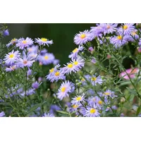 Pflanzen Für Dich Aster novae-angliae 'Treasure', Herbstaster, violett, ca.