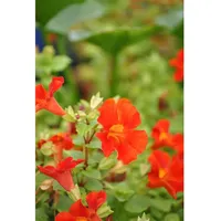 Pflanzen Für Dich Mimulus cupreus 'Roter Kaiser', ca. 9x9
