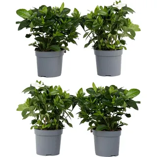 Plant in a Box - 4 Stk - Gardenia jasminoides - Höhe 20-30cm - Topf 13cm