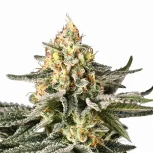 Sunset Paradise | Feminisierte Cannabissamen von Paradise Seeds | 3 Hanfsamen