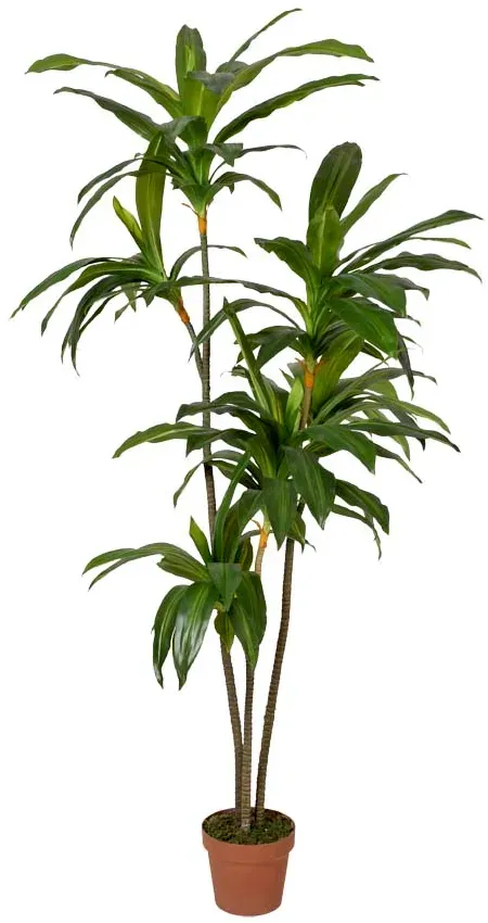 Dracena 160cm im Topf Kunststofftopf schwarz  - grün