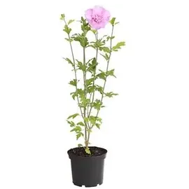 Dehner Hibiskus Lavender Chiffon®' - Garten-Eibisch, rosa