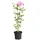 Dehner Hibiskus Lavender Chiffon®' - Garten-Eibisch, rosa