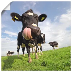 Artland Wandbild »Holstein-Kuh mit gewaltiger Zunge«, Haustiere, (1 St.), als Alubild, Outdoorbild, Leinwandbild, Poster, Wandaufkleber Artland Farbe Bild(er): blau
