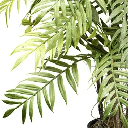 CREATIV green Künstliche Pflanze Farnpflanze 60cm im Topf