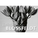 Anaconda Postkarten-Set Blossfeldt