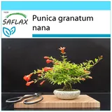 Saflax - - Bonsai - Zwerg-Granatapfel - 50 Samen - Mit Geschenkbox, Versandaufkleber, Geschenkkarte und Anzuchtsubstrat