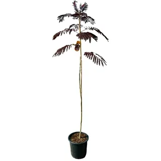 Tropictrees Albizia julibrissin 'Summer Chocolate', Schlafbaum, Seidenbaum, Höhe: 150cm,