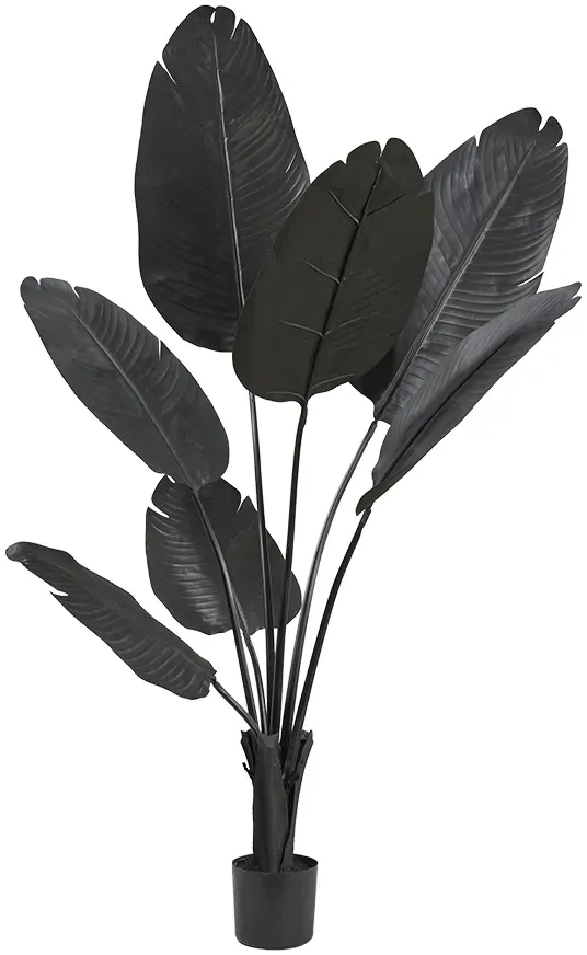 Strelitzie x7 122cm im Topf schwarz