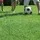 Kiepenkerl RSM 2.3 Gebrauchsrasen Spielrasen mit Poa supina 10 kg