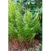 Pflanzen Für Dich Dryopteris wallichiana, Wallichs Wurmfarn, ca. 9x9