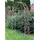 DanDiBo Ambiente Rosenbogen 120 x 0 x 0 cm Grau/Silber