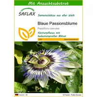SAFLAX - Blaue Passionsblume - 25 Samen - Mit