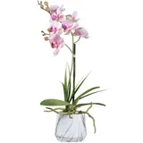 Gasper Orchidee im Melaminetopf in Farbe Rosa