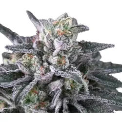 Gulupa | Feminisierte Cannabissamen von Paradise Seeds | 5 Hanfsamen