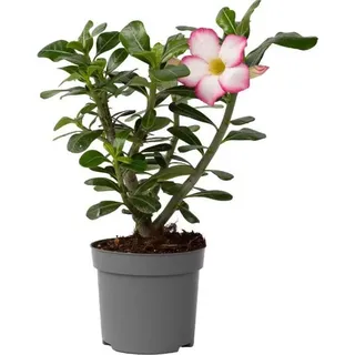 Plant in a Box - Adenium obesum Pink Star' - Höhe 30-45cm