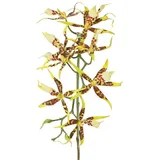 Kunstorchidee Künstlicher Brassia Orchideen Zweig ORELA, gelb-rot, 90cm Orchidee (Orchidee brassia), artplants gelb