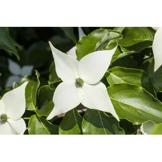 Pflanzen Für Dich Cornus Kousa Milky Way Japanischer Blumen-Hartriegel 40–60 cm