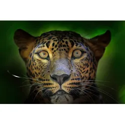 Fototapete PAPERMOON "JAGUAR-PUMA TIGER LÖWE GEPARD DSCHUNGEL TIERE NATUR", bunt, B:3,50m L:2,60m, Vlies, Tapeten