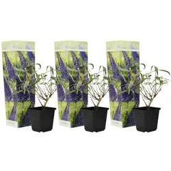 Plant in a Box Sommerflieder - Buddleja davidii Lila 3er Set Höhe 25-40cm
