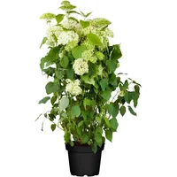 Pflanzen Für Dich Hydrangea arborescens Schneeballhortensie, 80-100 cm