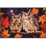 WASH + DRY Fußmatte 50 x 75 cm Motiv NIGHT OWLS Eulen