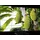 TCL 50Q7C 50 Zoll QLED MiniLED 4K Google TV