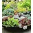 BALDUR Garten 6er Winterharte Sedum-Mischung, Pflanzen im 9x9 cm-Topf, Fetthennen Hauswurz Stauden Sortiment, winterharte mehrjährige Stauden, trockenresistent, pflegeleicht, Wasserbedarf gering