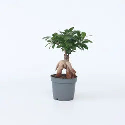 Plant in a Box - Bonsaibaum - Ficus microcarpa - Höhe 30-40cm - Topf 12cm