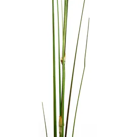 I.GE.A. Kunstpflanze I.GE.A. "Pampas", grün, B:13cm H:125cm L:10cm, Obermaterial: 85% Kunststoff, 15% Polyester, Kunstpflanzen, Kunstpflanze, Pampasgras, Boho, 2er Set