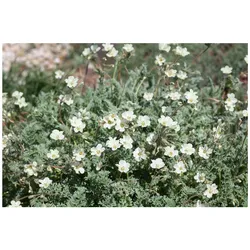 Erodium chrysanthum, gelb, ca. 9x9 cm Topf