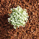 Premium Pinie 600 Liter grob 10-25 mm (10 x 60 Liter) Pinienrinde: Der besondere Rindenmulch