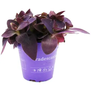 EXOTENHERZ Dreimasterblume Tradescantia pallida pflegeleichte hängende Zimmerpflanze 12cm Topf lila