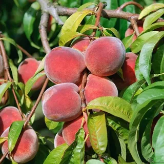 Pfirsichbaum winterhart Red Haven Pfirsich Obstbaum 80-120 cm 2-jährig im Topf