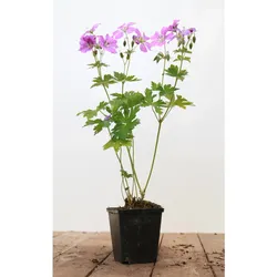 Geranium gracile 'Sirak', Storchschnabel, rosa, ca. 9x9 cm Topf