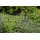 GAH Alberts Alberts Doppelstabmatten-Grundset Eleganz 200 x 120 cm 20 m, anthrazit