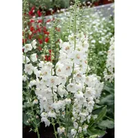 Pflanzen Für Dich Verbascum phoeniceum 'Flush of White' ca.