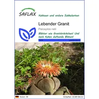 SAFLAX - Sukkulenten - Lebender Granit - 40 Samen