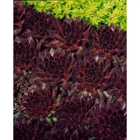 Pflanzen Für Dich Sempervivum tectorum 'Noir', Hauswurz, dunkelrot, ca.