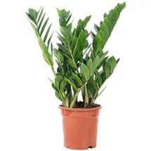 Flowerbox Glücksfeder - pflegeleichte Zimmerpflanze, Zamioculcas zamiifolia 3+ - Höhe ca. 55 cm, Topf-Ø 17 cm