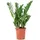 Flowerbox Glücksfeder - pflegeleichte Zimmerpflanze, Zamioculcas zamiifolia 3+ - Höhe ca. 55 cm, Topf-Ø 17 cm
