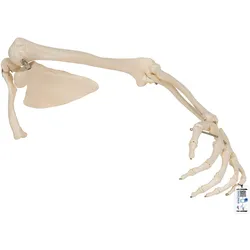 Armskelett Modell mit Schulterblatt und Schlüsselbein - 3B Smart Anatomy