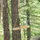 YY Vertical Vertical La Baguette Wood One Size