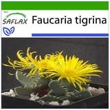 Saflax - Echter Tigerrachen - Faucaria tigrina