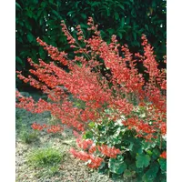 Pflanzen Für Dich Heuchera sanguinea, Purpurglöckchen, rotblühend, ca. 9x9