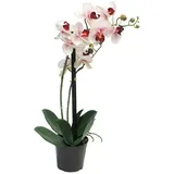 Kunstorchidee Kunstblume Phalaenopsis Orchidee CHENXU, rosa-Creme, 50 cm Orchidee (Orchidee phalaenopsis), artplants rosa