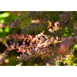 Pflanzen Für Dich Berberis Thunbergii Atropurpurea Blutberberitze Purpurrot 15–20 cm